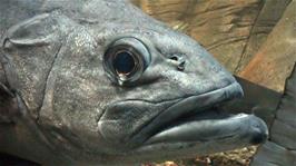 Up close and personal with one of the fish in the Dingle Oceanworld Aquarium